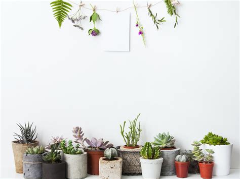 Porque las plantas están de moda y no vale ponerlas de cualquier manera, no. 5 ideas espectaculares para decorar con plantas - Mi ...