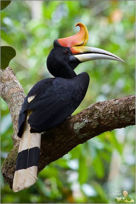 The Rhinoceros Hornbill Is The State Bird Of The Malaysian State Of