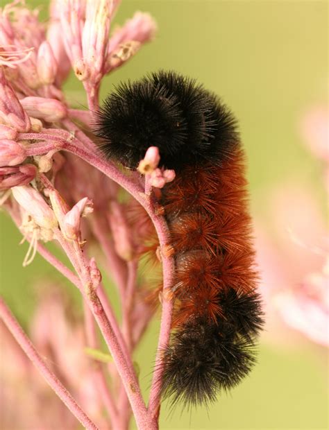 How To Keep A Black And Brown Fuzzy Caterpillar Cuteness Fuzzy