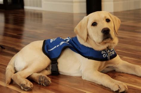 Training To Be A Service Dog Service Animal Registry Of