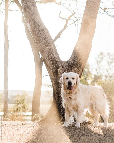 Golden Retriever Dog Standing In Shadow Of Tree By Stocksy