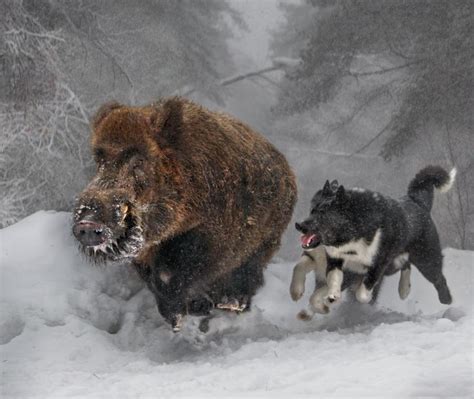 Karelian Bear Dogs Hunting A Wild Boar Rpics