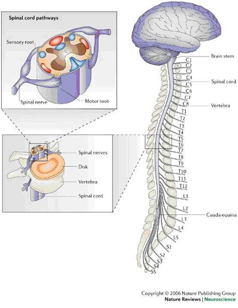 Anatomy Of The Brain And Spinal Cord Seattle Cancer Care