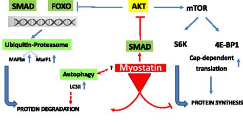 Myostatin Signaling Pathway