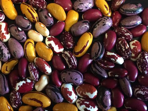 Coming Soon New Dry Bean Varieties For Organic Growers Organic Seed