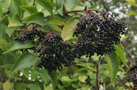 Elderberry Tree Identification