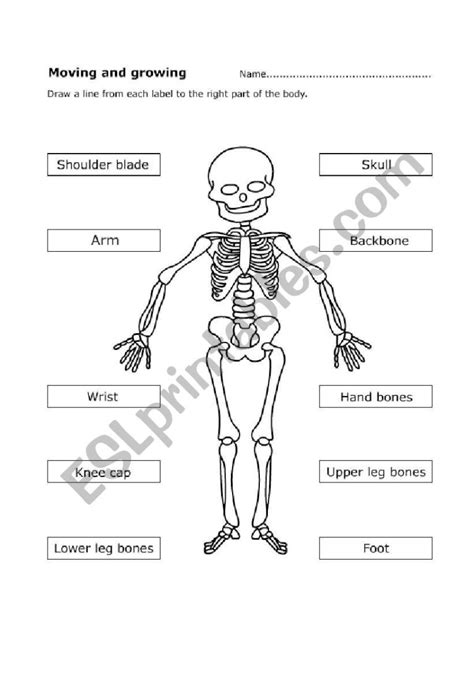 33 Label The Human Skeleton Worksheet Labels Information List In The