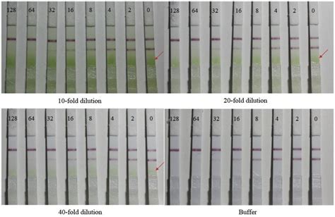 Ica Test Strip Detection Of Parathion Methyl With 10 20 40 Fold