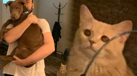 Cat Looking At Man Holding Dog Cats Dogs Memes