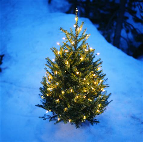 Christmas Tree In Snow Clipart Photo Images And Cartoon