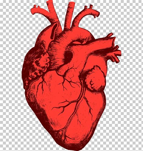Corazon Humano Clipart 15 Free Cliparts Download Images On Clipground 2024