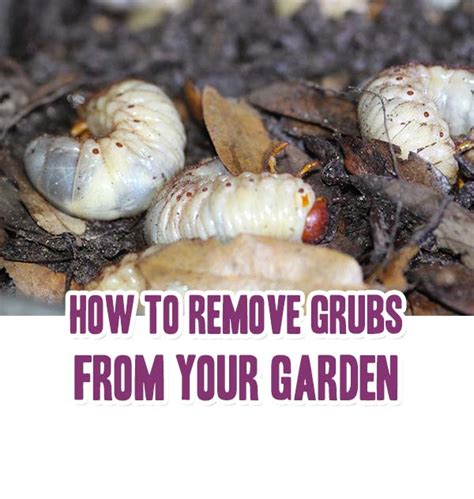 How To Remove Grubs From Your Garden Home Garden Diy