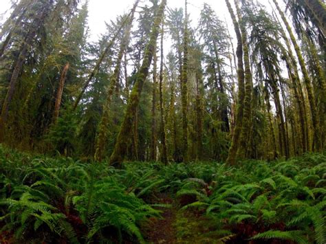 The Magical Rainforests Of Olympic National Park In 2020 Olympic