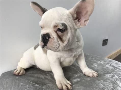 French bulldog rescue charity that save french bulldogs from abuse or are surrended due to a lifestyle change. French bulldog pup blue tan poss Choc | French Bulldog for ...