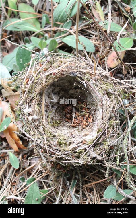 Little Birds Nest From Dry Grass Lay On The Ground Stock Photo Alamy