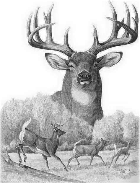 Deer Hunting Drawings At Explore Collection Of