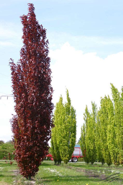 Prunus Cerasifera Nigra Fastigiata Columnar Plum Tree Purple Garden