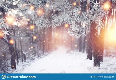 Christmas Forest Winter Nature With Shining Magic Snowflakes