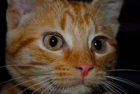 1920x1080 Wallpaper Orange Tabby Cat Peakpx