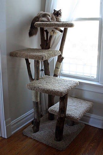 Cat lover's blog, show funny. Platform 4 level #treecondo - Understanding your cat ...