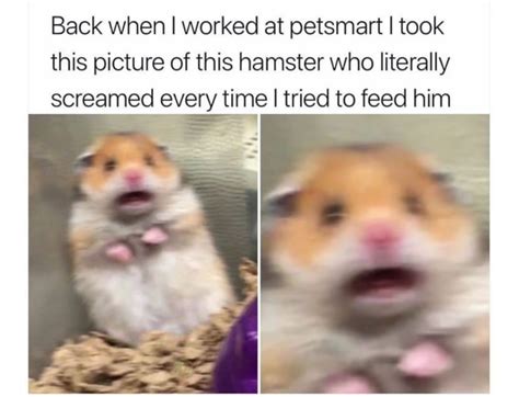 Back When I Work At Petsmart I Took The Picture Of This Hamster Who