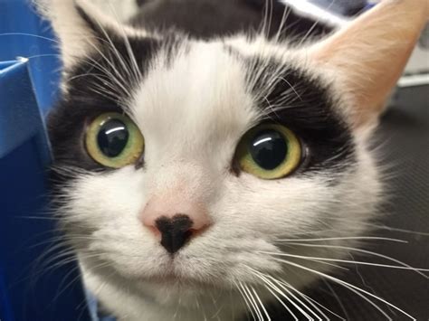 Adopt A Cat Linas Cat Rescue