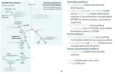 De Novo Pyrimidine And Purine Synthesis Diagram Quizlet