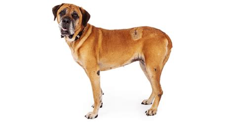 Determination of the cell type, if the bone marrow is affected and if other organs besides the gi cutaneous scc carries a good prognosis after complete removal, as long as tumor cells are not. Pet Care Health Conditions Bone Tumors - PetPremium