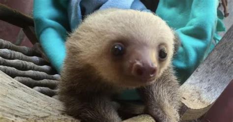 Baby Sloths Are Too Little To Climb Trees So They Use A Rocking