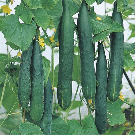 Cucumber Burpless Tasty Green F1 Seeds From Mr Fothergills Seeds And