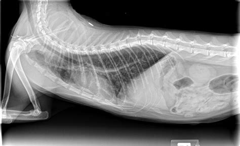 Stomach Tumors On Cats