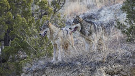 Colorado Holds First Wolf Reintroduction Session Gohunt