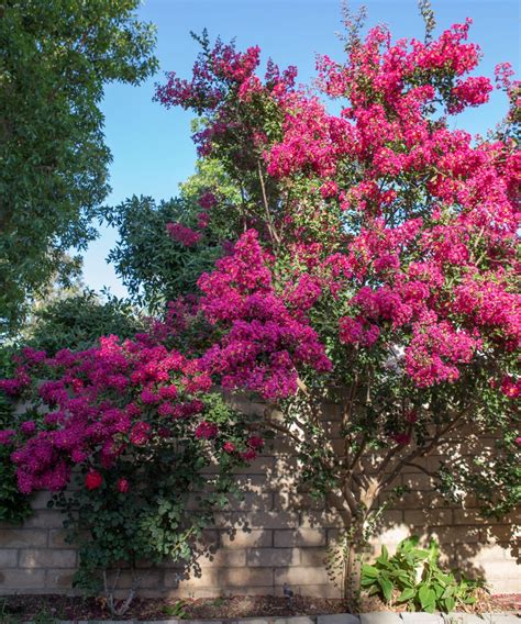 How To Prune Crepe Myrtle And When To Prune Them