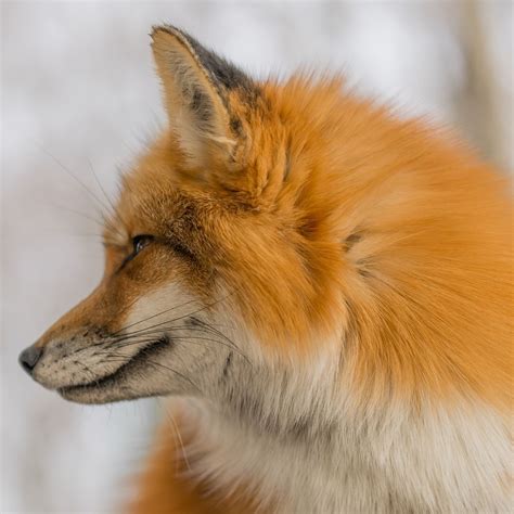 Red Fox By Alamdin Stephen On 500px Fox Animals Beautiful Cute Fox