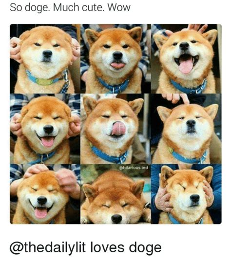 Wow So C Much Cute Much Doge O Doge Meme Creator Wow Much Doge Such