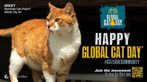 Happy Global Cat Day Alley Cat Allies