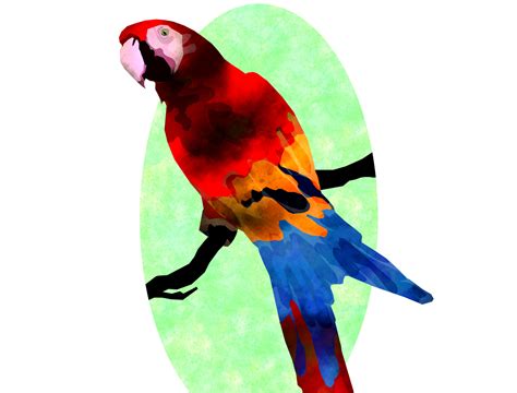 Parrot By Elle Beeden On Dribbble