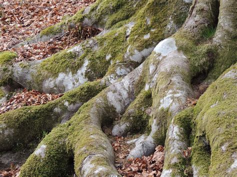 Moss On Tree Bark Free Photo Download Freeimages