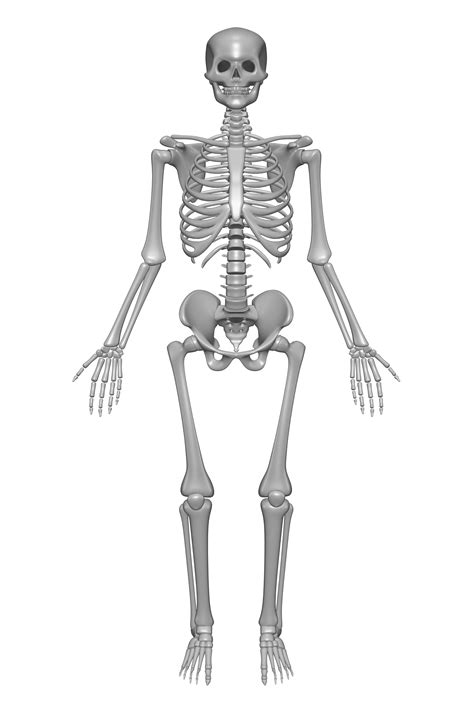 Human Skeleton Drawing Free Image Download Vrogue