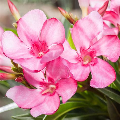 From wikimedia commons, the free media repository. Oleander Stamm, rosa, im ca. 17 cm-Topf online kaufen bei ...