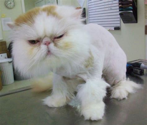 18 Unhappy Cats That Hate Their Stupid Haircuts