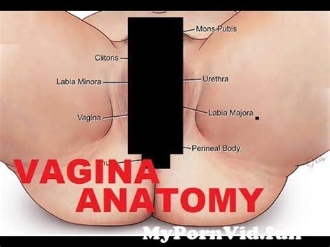 Vulva Anatomy A Guide To Your Private Parts From Vagina Pussy Anatomy