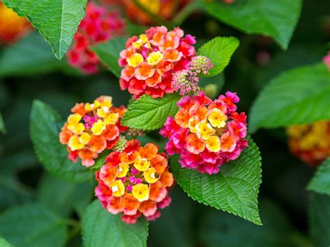 Lantana is one of the most popular landscape plants on the market. Caring For Lantana Plants: Growing And Care Of Lantanas