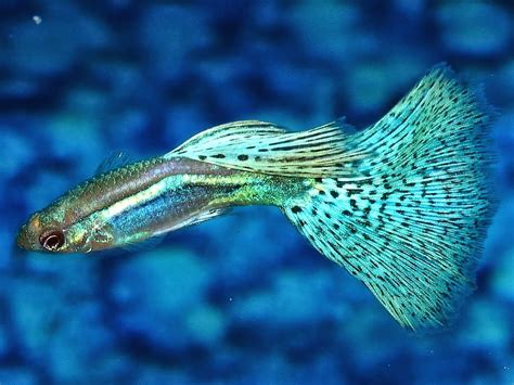 Mulai dari ikan air tawar, payau, sungai, laut yang bagus, cantik, mudah dipelihara, cepat bertelur, dll. fish share: GAMBAR IKAN HIAS AIR TAWAR 9
