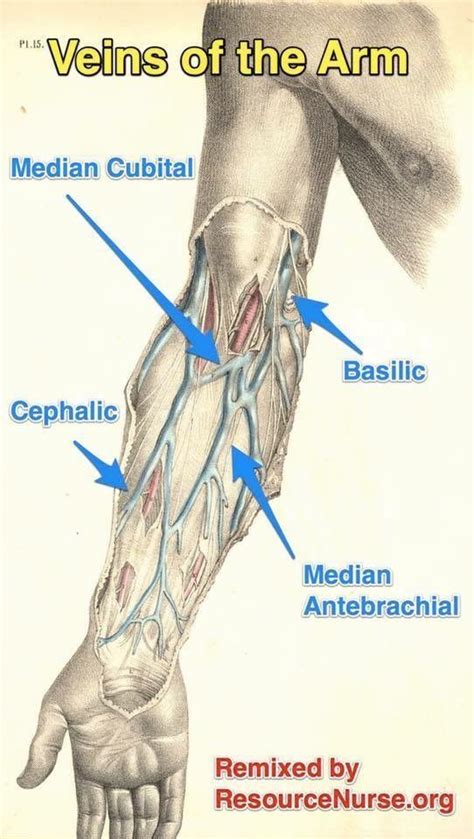 Veins Of The Arm Medical Knowledge Medical Anatomy Phlebotomy