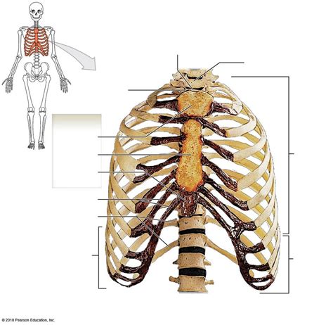 The Thoracic Cage Anterior View Of The Rib Cage And Sternum Diagram