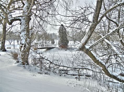 Free Images Tree Forest Branch Snow Bridge Frost Weather