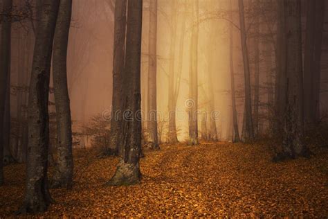 Mysterious Foggy Forest With A Fairytale Look Stock Image Image Of