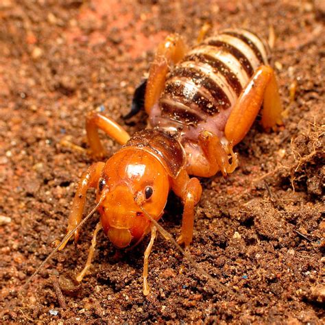 Ever wondered what crickets means? Jerusalem Cricket - River Otter Ecology Project