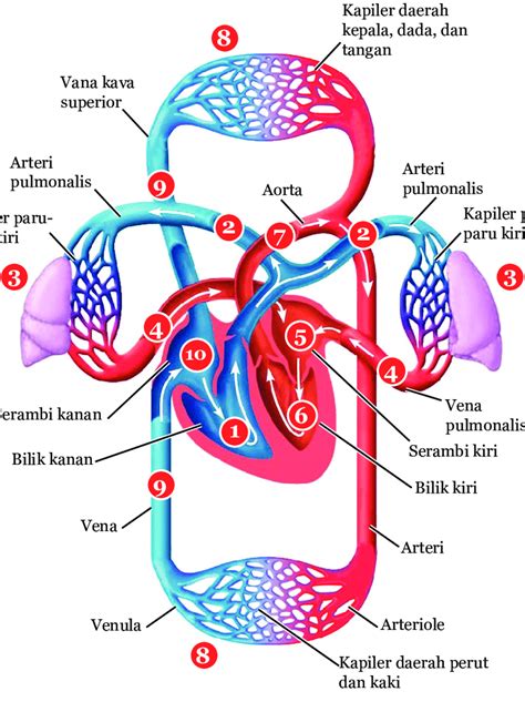 Anatomi Dan Fisiologi Jantung Dan Pembuluh Darah Koleksi Anatomi Riset